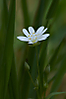 white-flower.jpg
